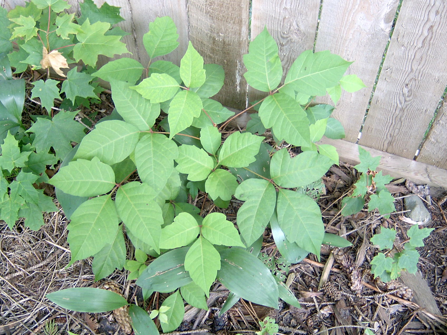 Poison-ivy-plant.jpg