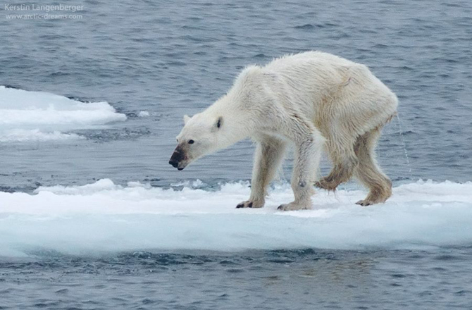 Emaciated-Polar-Bear.jpg