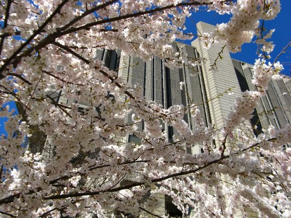 Japanese_flowering_cherry_blooms_Robarts_Library_by_garden_muses-not_another_Toronto_gardening_blog.jpg