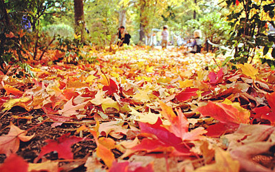 fall-leaves-gardens-to-love_fall-spring-leaves-autumn-wallpaper-pc3.jpg