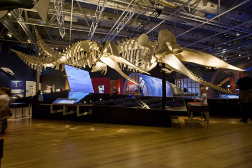 Whales--Tohora-Skeletons-of-Sperm-Whales-by-Ontario-Science-Centre.jpg