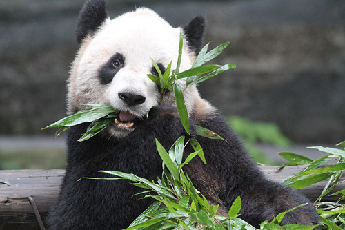 2012-11-04-Chongqing-Zoo-Er-Shun-020.jpg