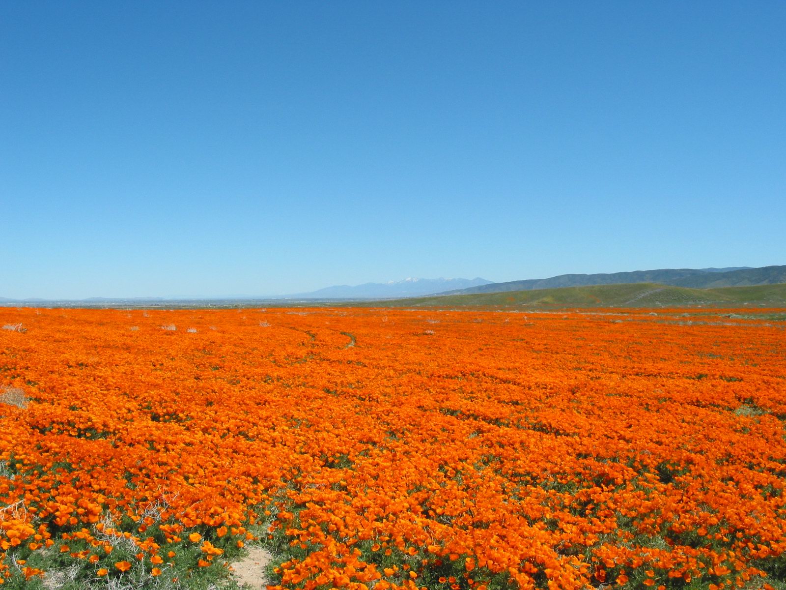 California_Poppies1.jpg