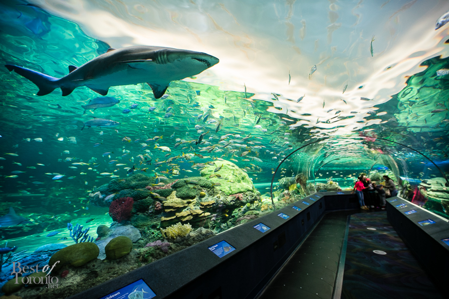 Ripleys-Aquarium-BestofToronto-2013-022.jpg