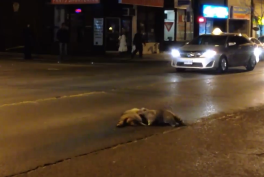 Raccoon-Toronto-Street.png