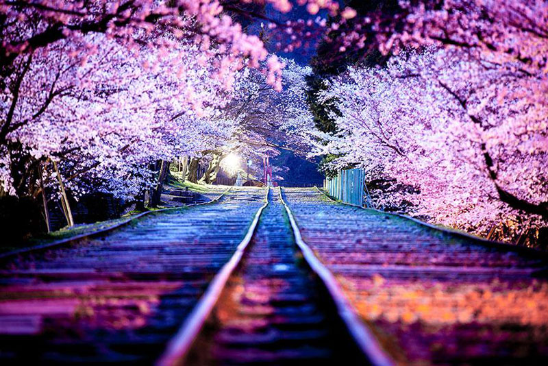 beautiful-cherry-blossom-08.jpg