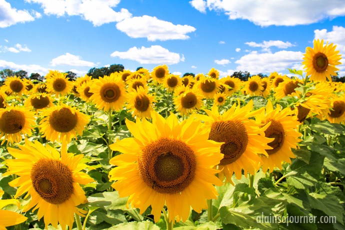 Sunflower-Farm-2.jpg